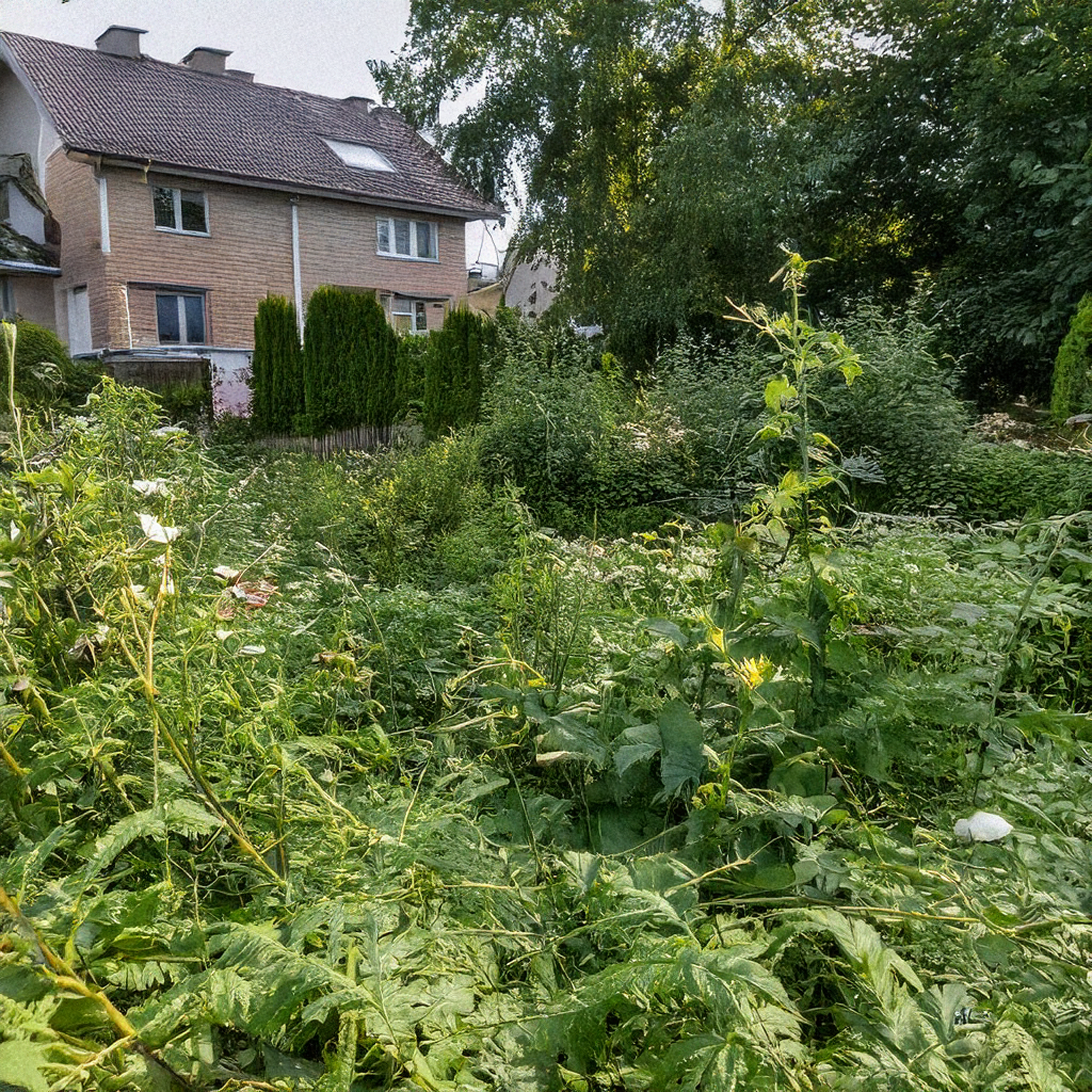 Garten entwildern lassen durch den Gartenbarbier